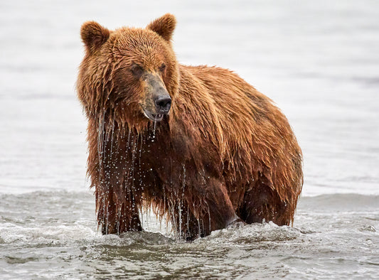 In the wild with Kamchatka’s magnificent brown bears