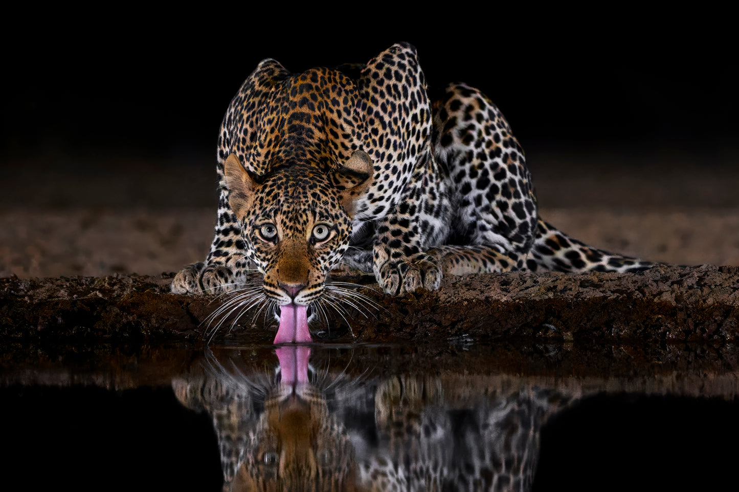 On alert - Leopard, Kenya