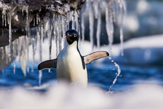Splash and dash - Adelie Penguin, Ross Sea Antarctica