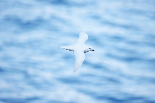 Graceful glider - Snow Petrel, Antarctica