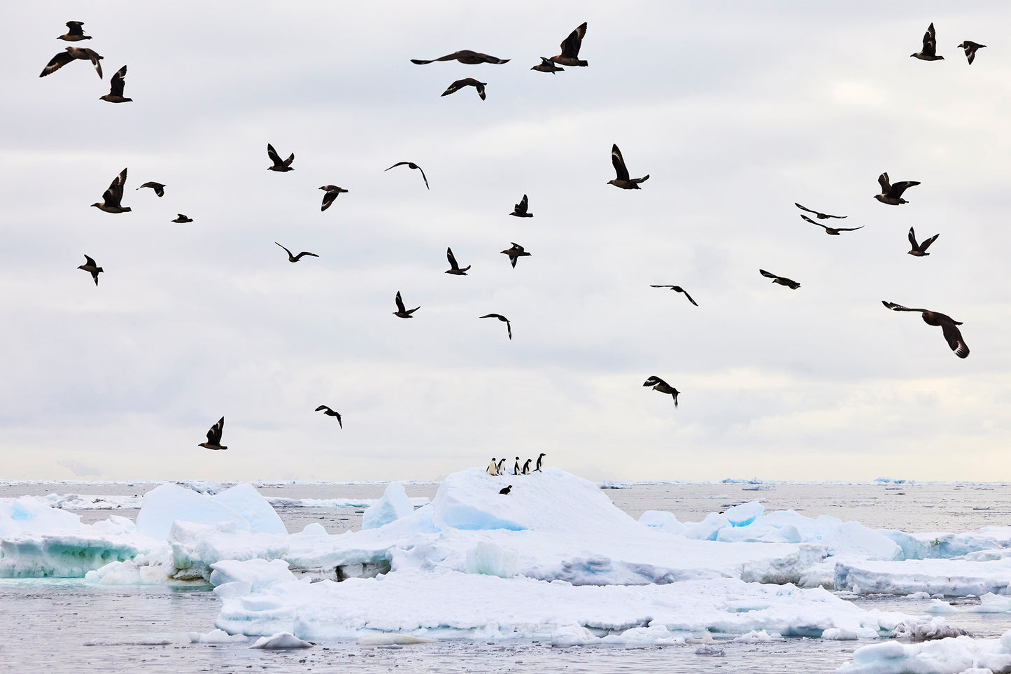 High hopes - Adelie Penguins at Ross Sea, Antarctica