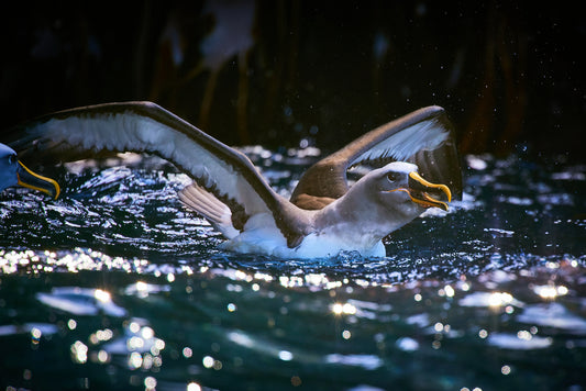 Fight or flight - Buller's Albatross, The Snares : Subantarctic Islands