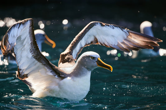 Ready for launch - Buller's Albatross, The Snares : Subantarctic Islands