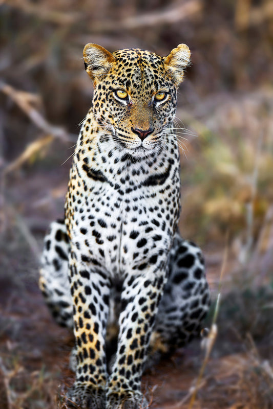Silent Assassin - Leopard, Kenya