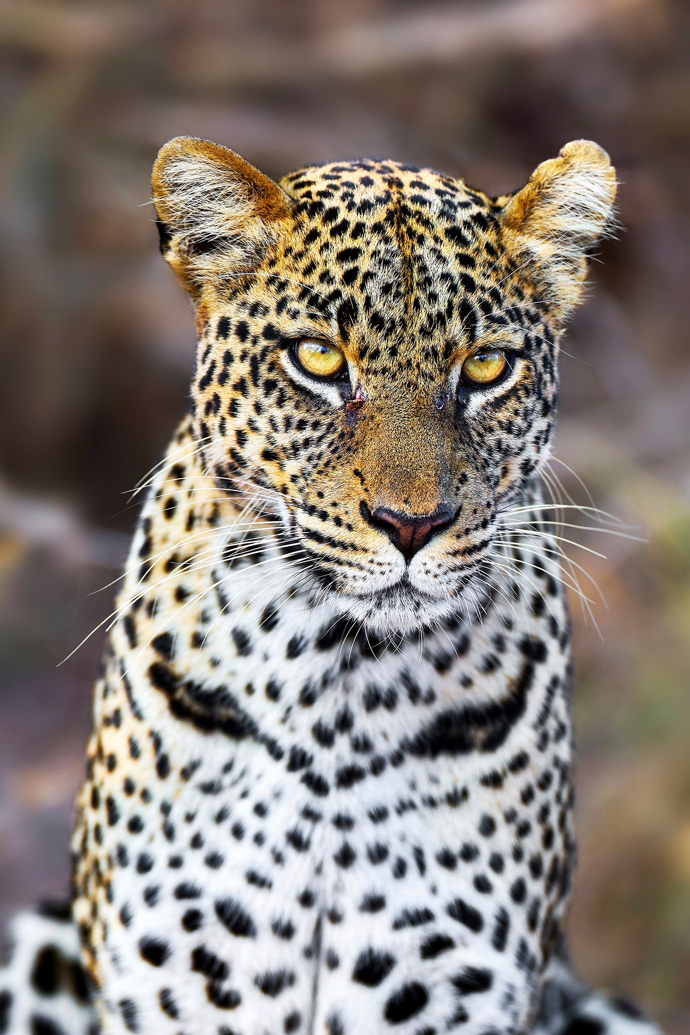 Silent Assassin - Leopard, Kenya