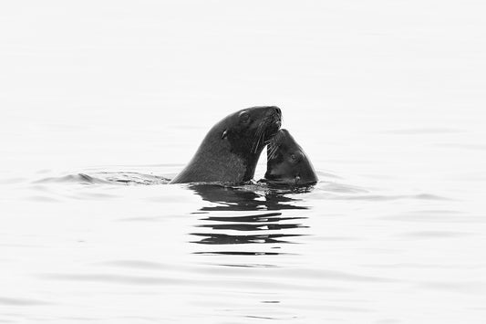 Kiss and tell - New Zealand Sea Lions, Enderby Island