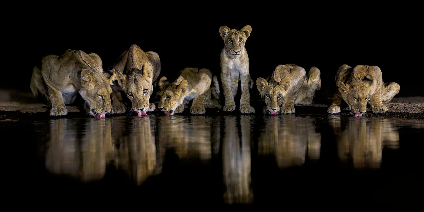 Midnight hunters - Lions, Kenya