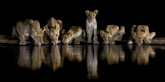 Midnight hunters - Lions, Kenya