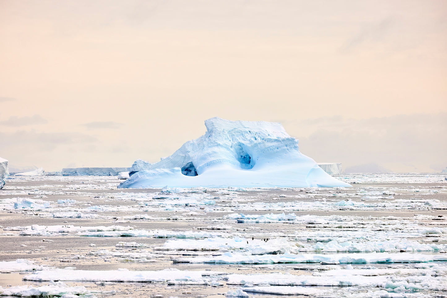 The smallest things - Adelie Penguins at Ross Sea, Antarctica