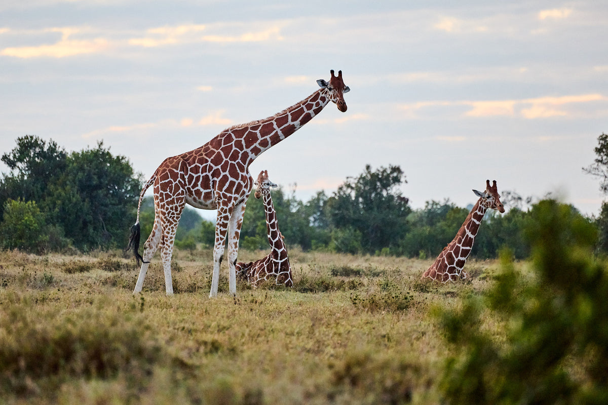 Nesting Giraffes, Kenya