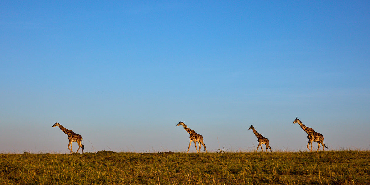 The journey - Giraffes, Kenya