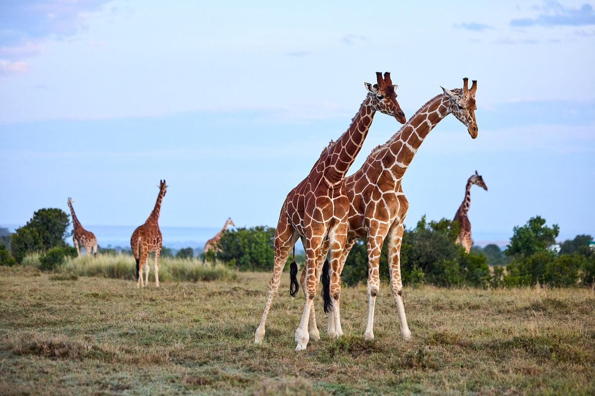 Giraffes, Kenya