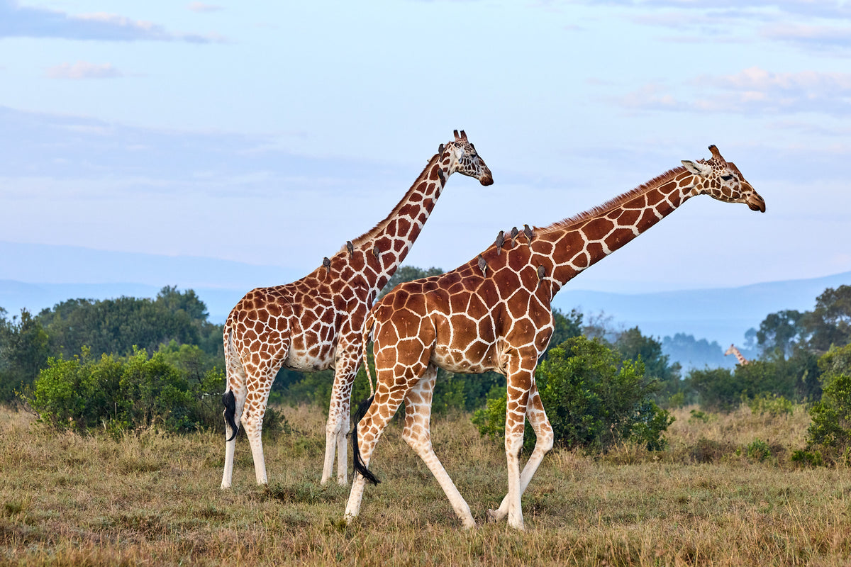 Giraffes, Kenya