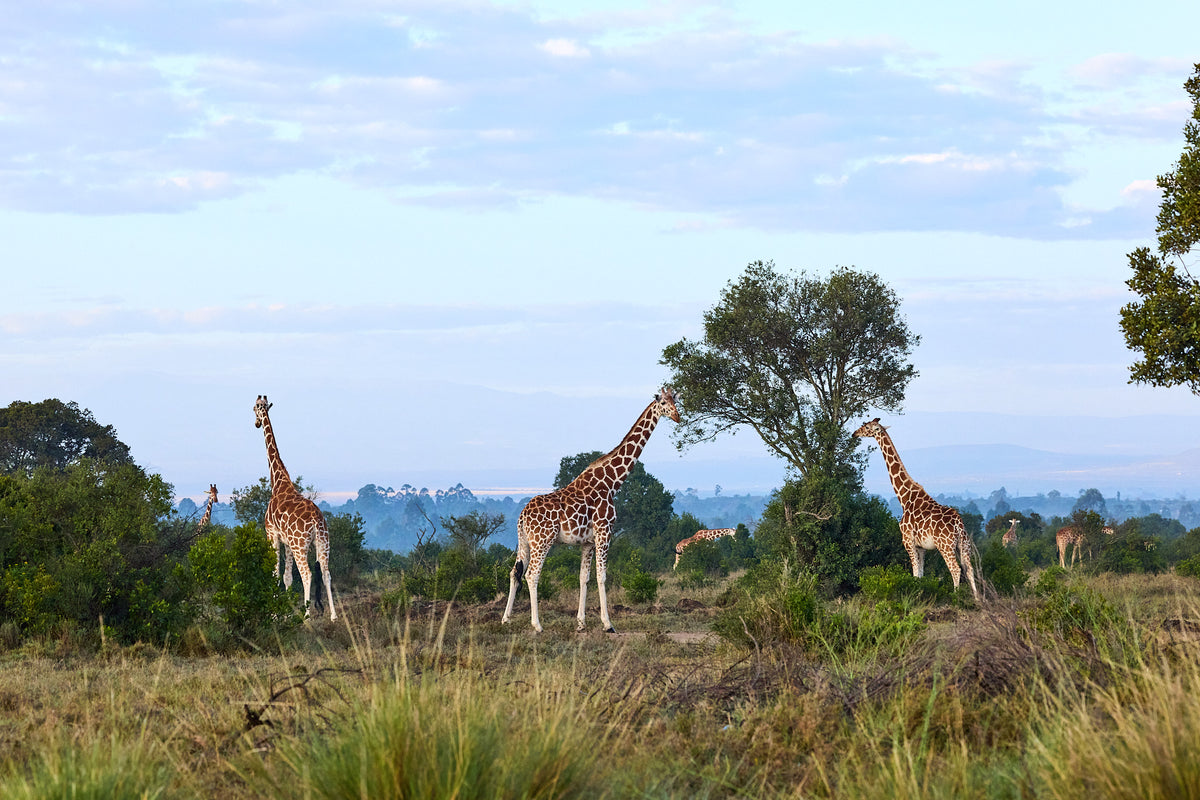 Giraffes feeding, Kenya
