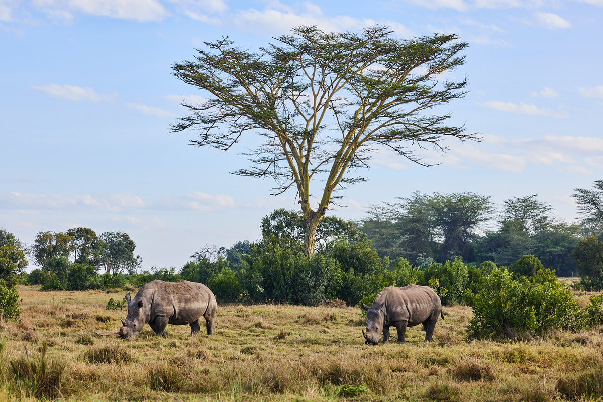 Rhinos, Kenya