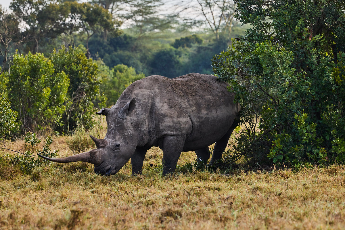 Rhino, Kenya