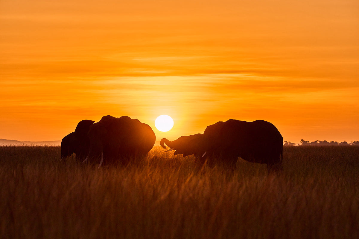 Sunrise Elephants, Kenya