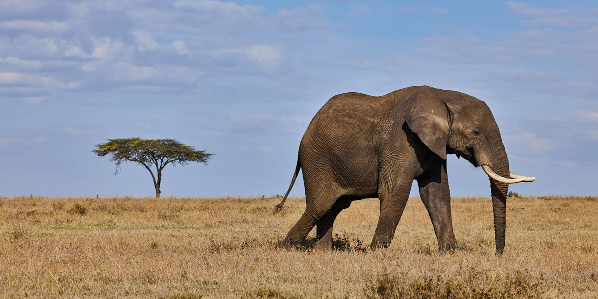 Elephant on the plain, Kenya