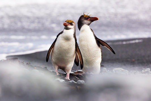 Rockhopper Penguins, Macquarie Island