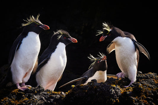 Rockstars - Rockhopper Penguins, Macquarie Island