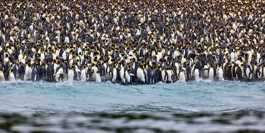 Lost in the crowd - King Penguins, Macquarie Island