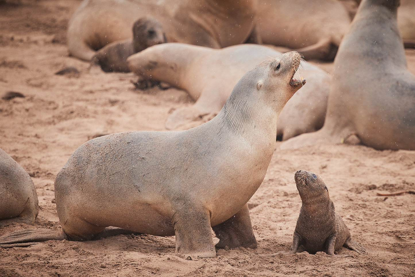 Seal talk - New Zealand Sea Lions, Enderby Island : Subantarctic Islands