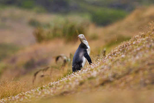 Yellow-eyed penguin - Enderby Island : Subantarctic Islands