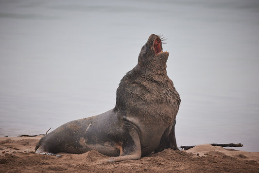 New Zealand Sea Lion Bull, Enderby Island : Subantarctic Islands