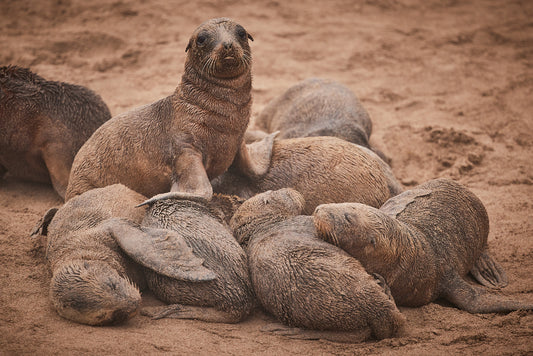 Sandcastle - New Zealand Sea Lions, Enderby Island : Subantarctic Islands