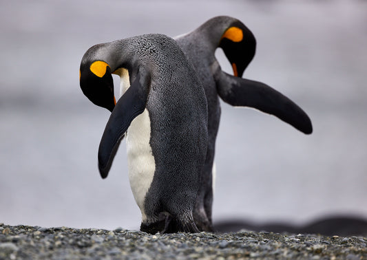 Duplicity - King Penguins, Macquarie Island