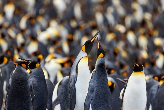 Beak to beak - King Penguins, Macquarie Island