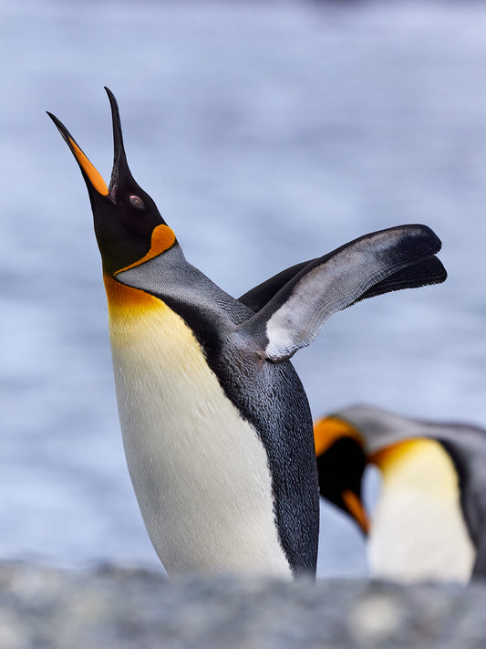 Callout - King Penguins, Macquarie Island