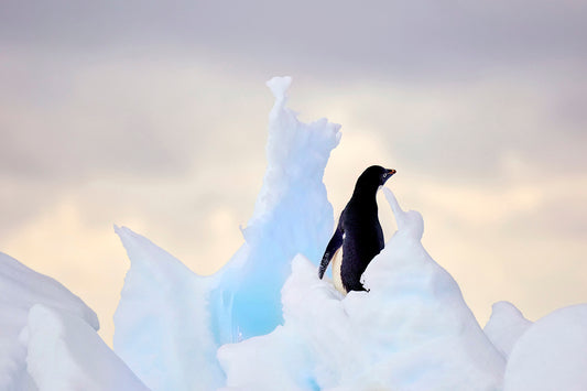 Ice cream castle - Adelie Penguin at Ross Sea, Antarctica