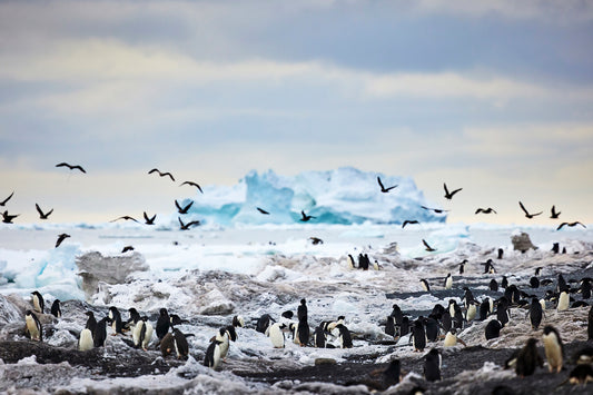 Flight of fantasy - Adelie Penguins at Ross Sea, Antarctica