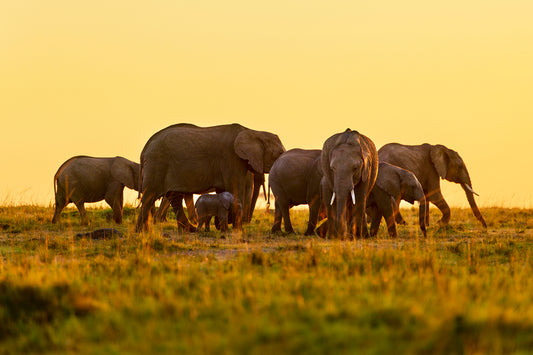 The protector - Elephants, Kenya