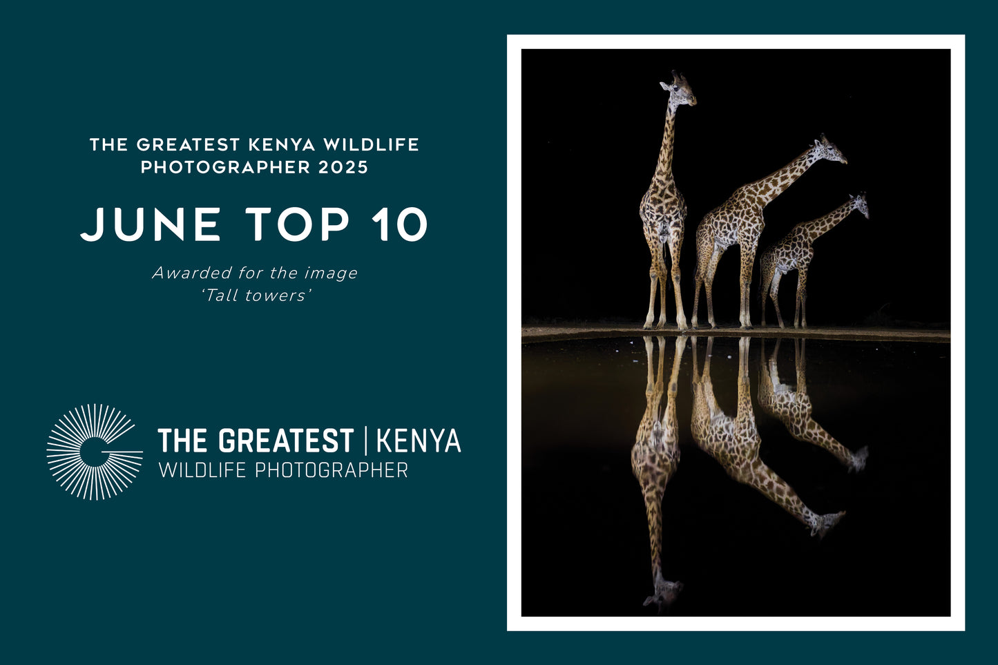 Tall towers - Giraffes, Kenya