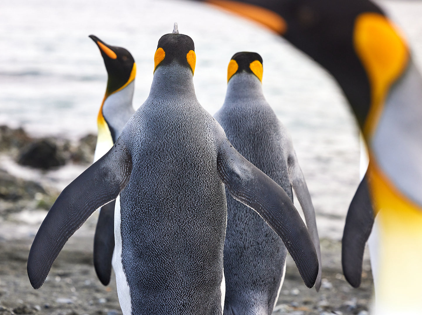 Photo bomb - King Penguins, Macquarie Island