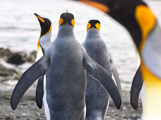 Photo bomb - King Penguins, Macquarie Island
