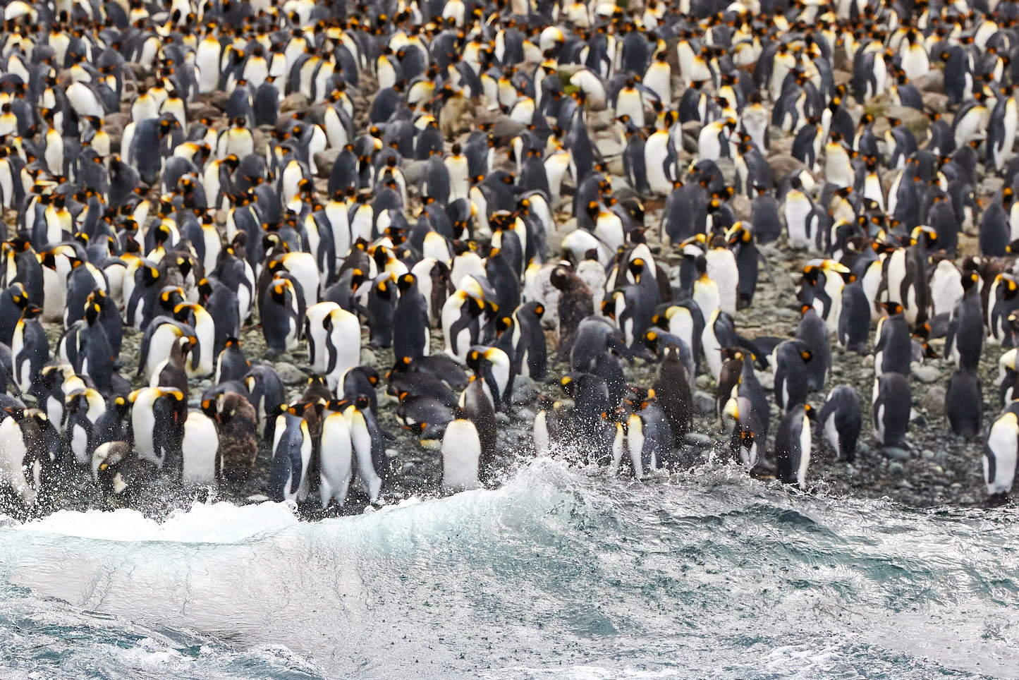 On the beach - King Penguins, Macquarie Island