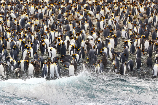 On the beach - King Penguins, Macquarie Island