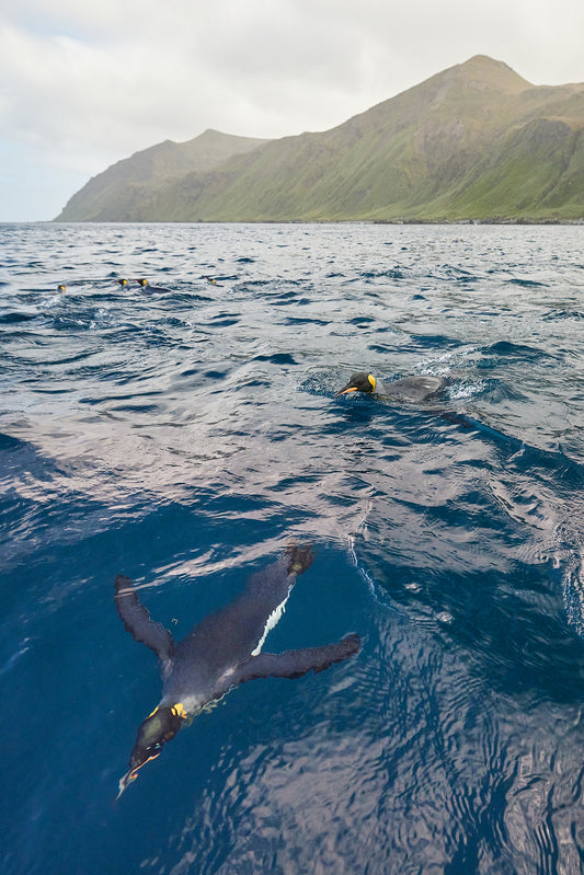 Torpedo - King Penguins, Macquarie Island