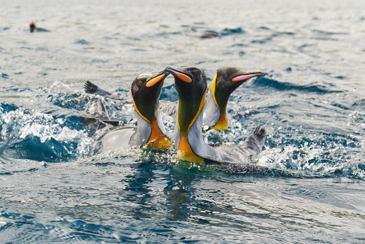 Triple treat - King Penguins, Macquarie Island