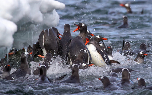 Peak hour - Gentoo penguins, Antarctica