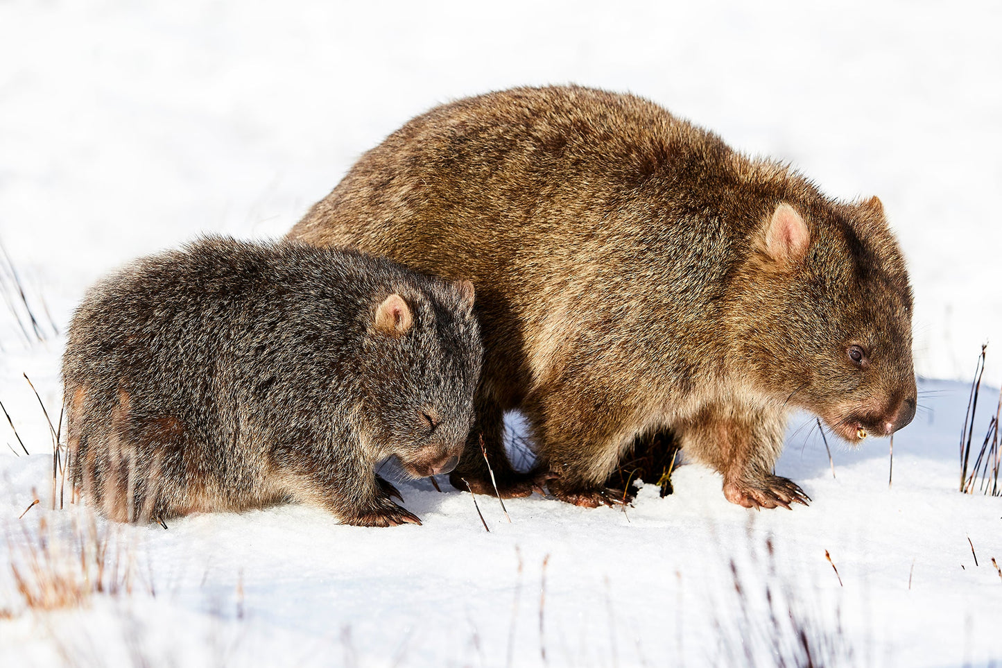 Shuteye - Wombats in the snow at Cradle Mountain, Tasmania