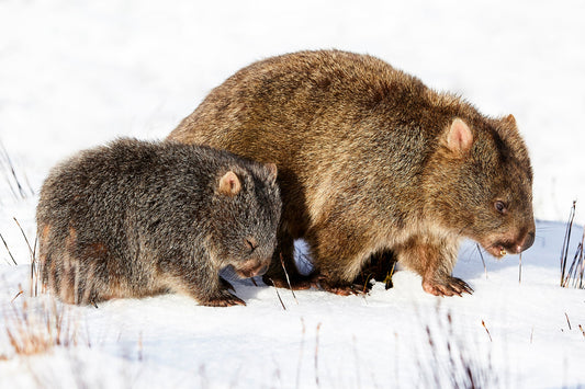 Shuteye - Wombats in the snow at Cradle Mountain, Tasmania