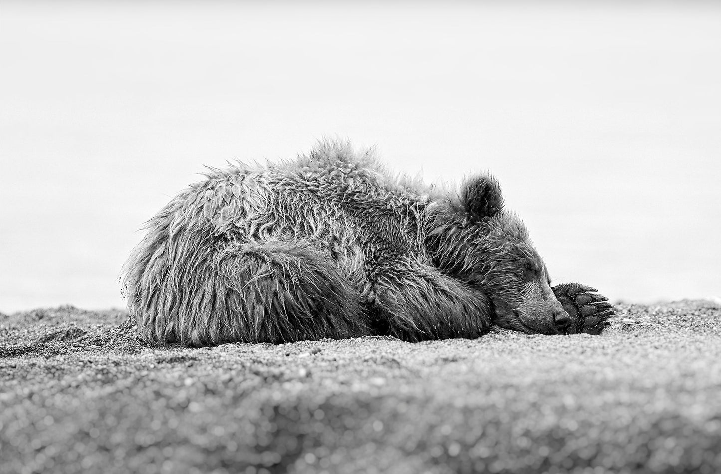 Sweet Dreams - Brown bear, Kamchatka Russia