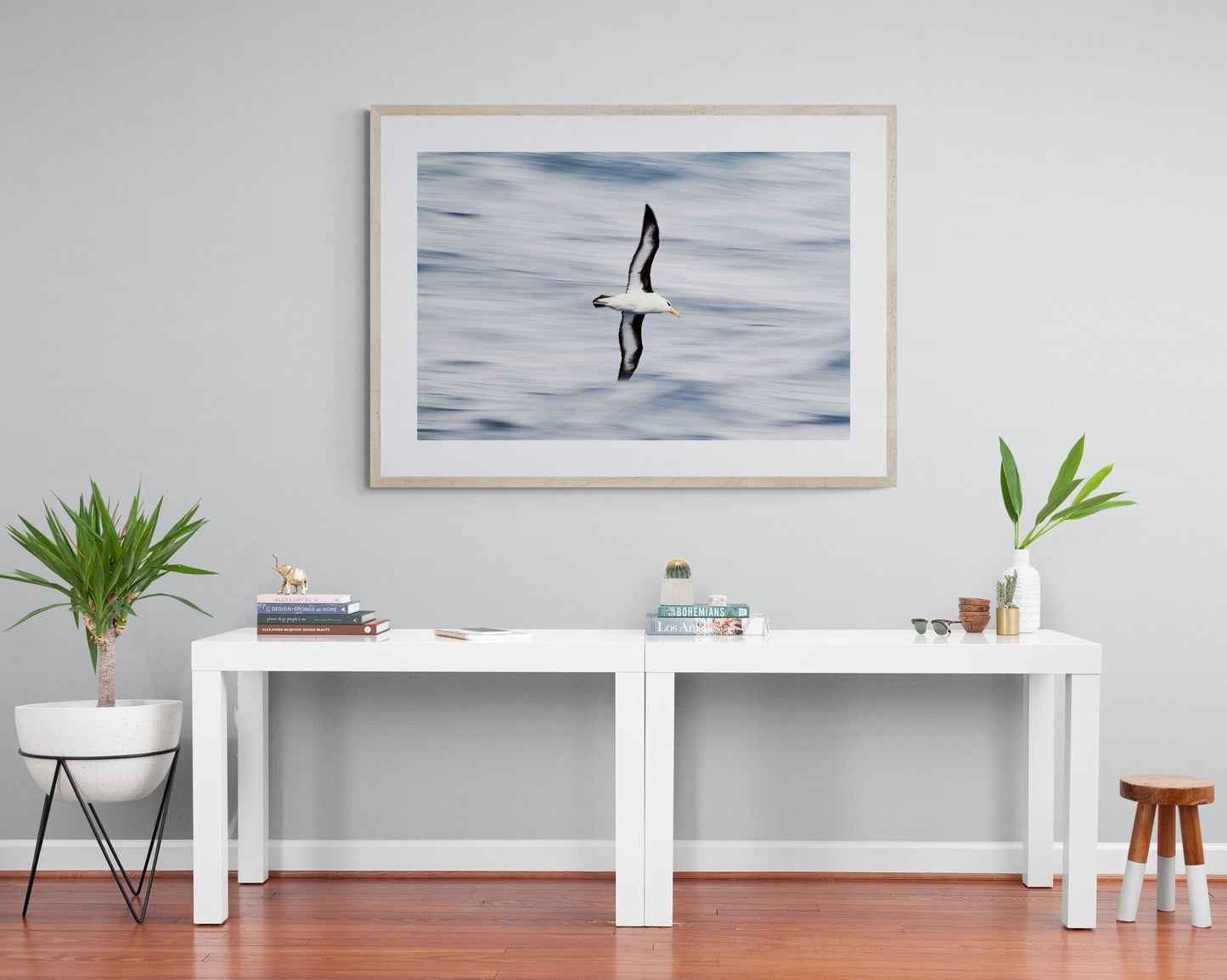 Easy glider - Black-Browed Albatross, Antarctica
