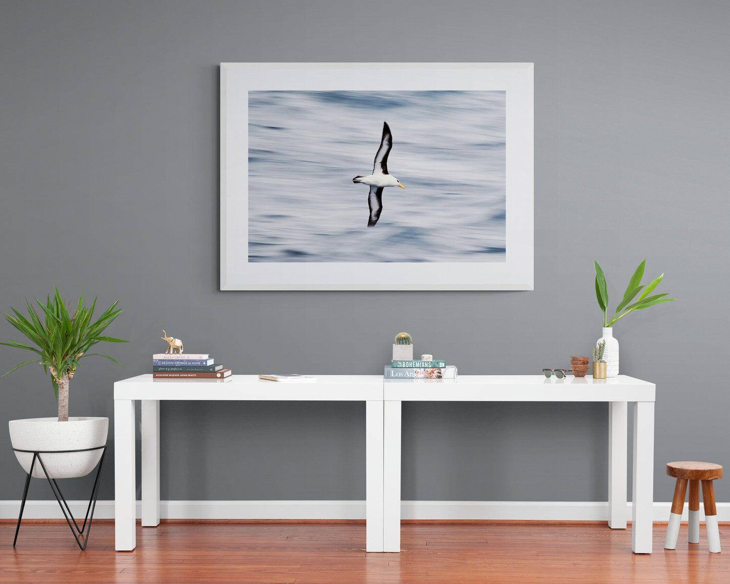 Easy glider - Black-Browed Albatross, Antarctica