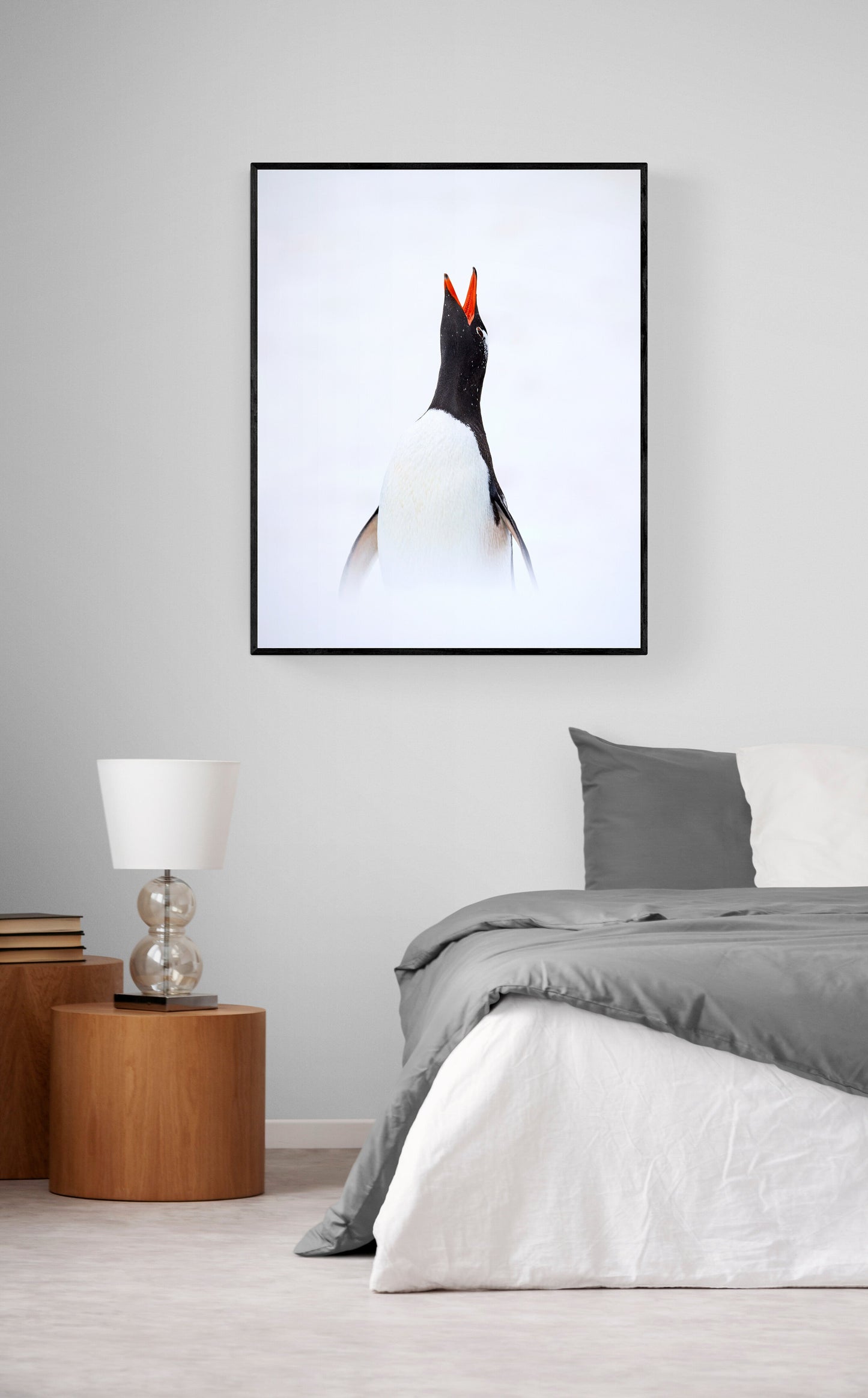 Penguin song - Gentoo penguin, Antarctica