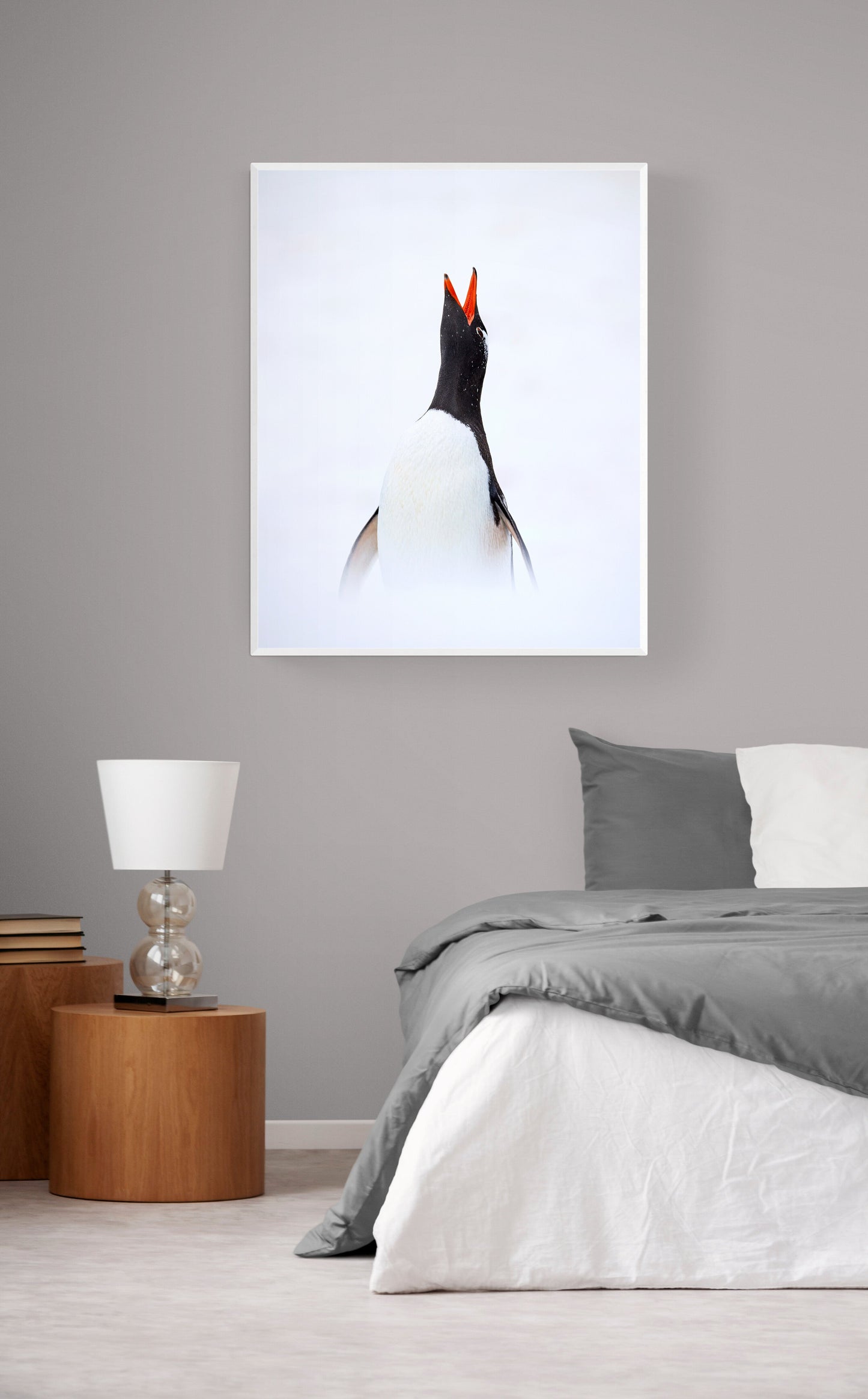 Penguin song - Gentoo penguin, Antarctica